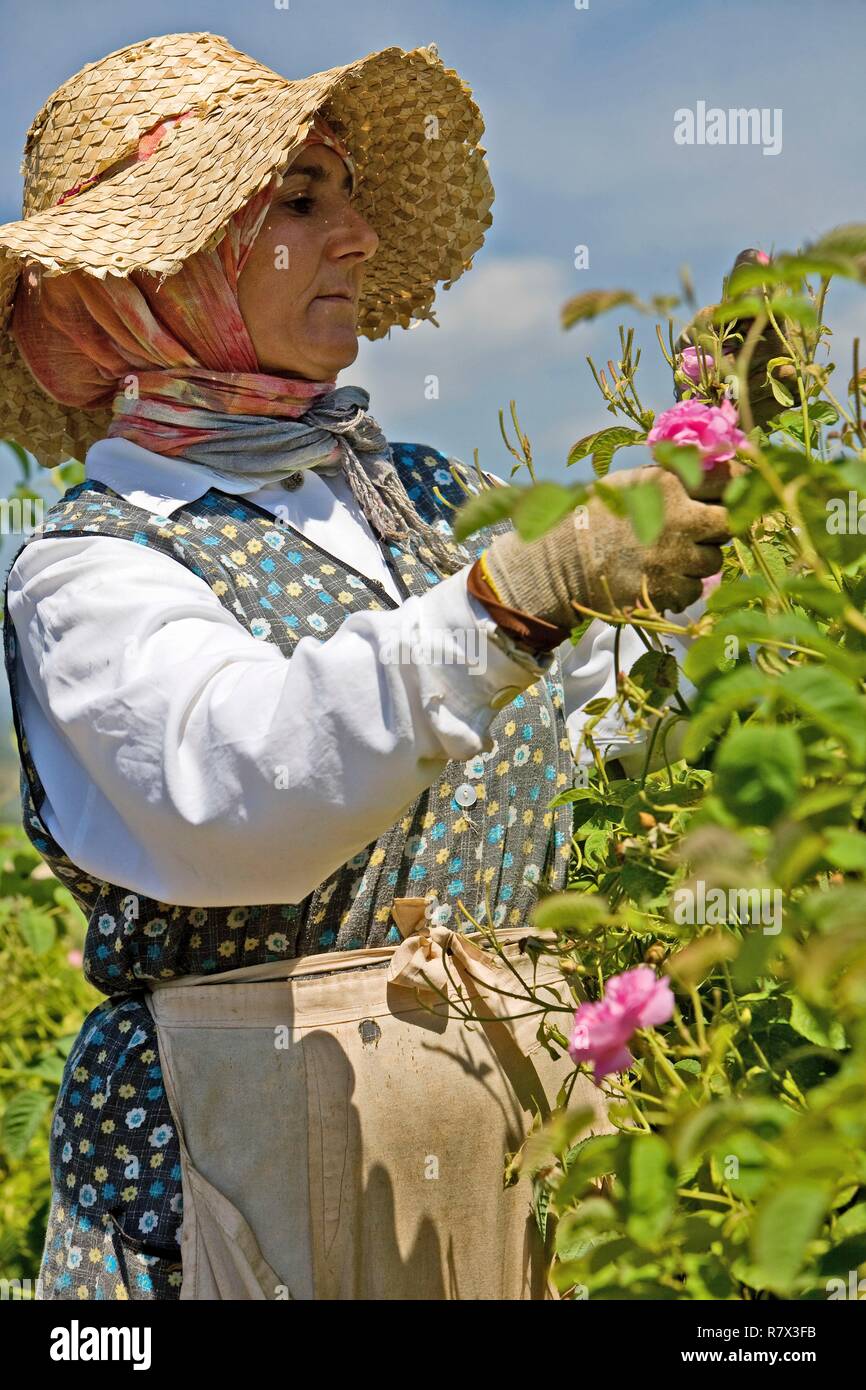 Francia, Alpes Maritimes, Grasse, Pegomas, Domaine Mul, ogni harvester harvest una media di 5 chili di fiori per ora Foto Stock
