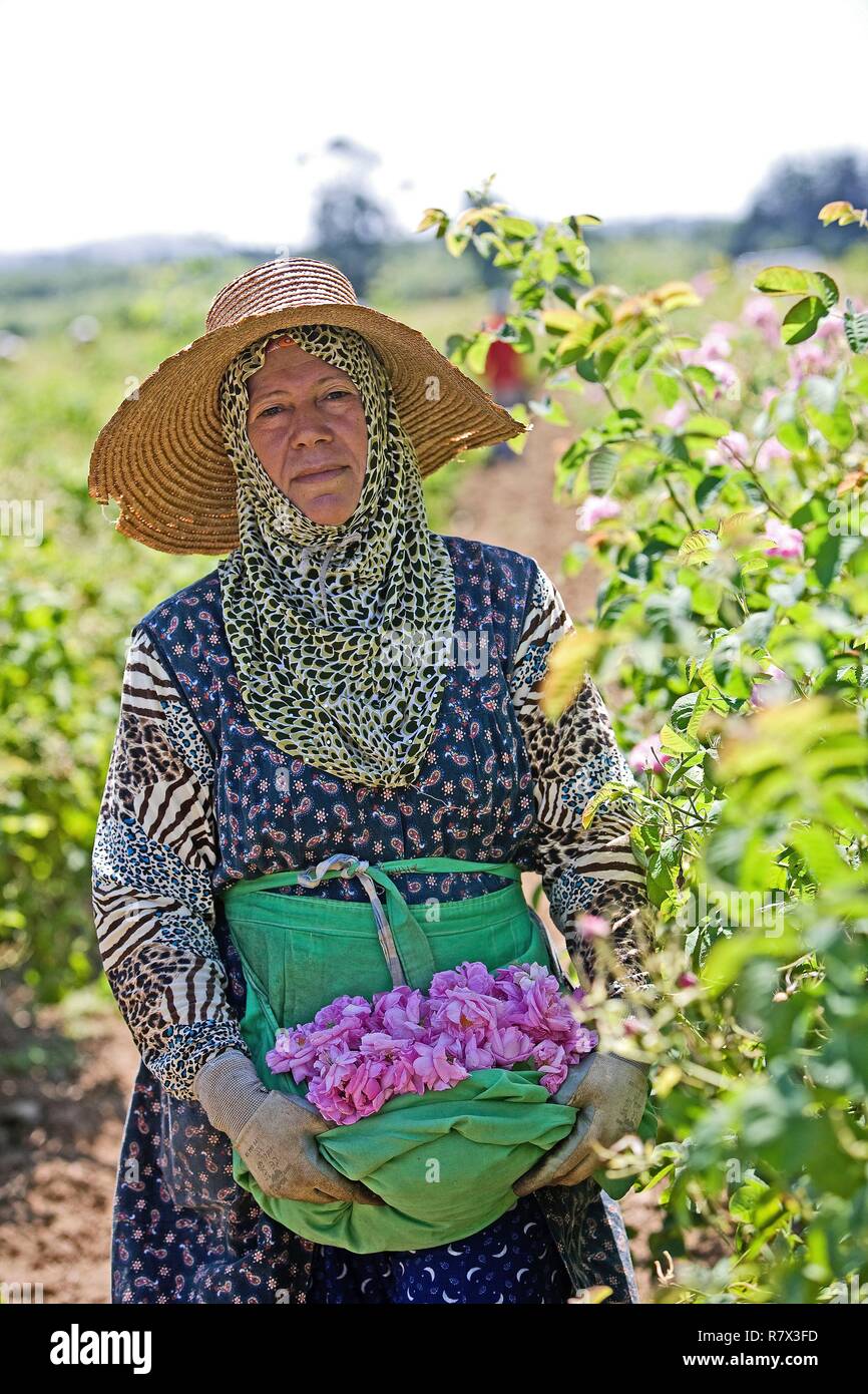 Francia, Alpes Maritimes, Grasse, Pegomas, Domaine Mul, ogni harvester harvest una media di 5 chili di fiori per ora Foto Stock