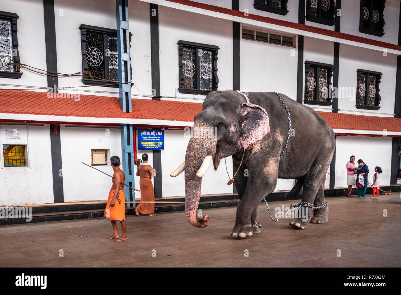 India, stato del Kerala, Guruvayur, luogo di pellegrinaggio in Sri Krishna tempio, uno o più elefanti vieni al tempio per la preghiera del mattino e della sera rituali Foto Stock