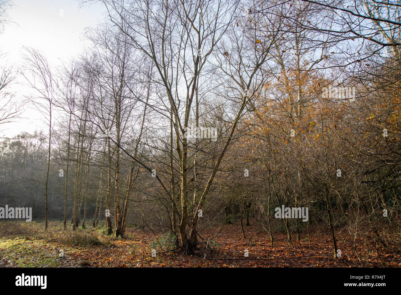 Argento di betulle in inverno Foto Stock