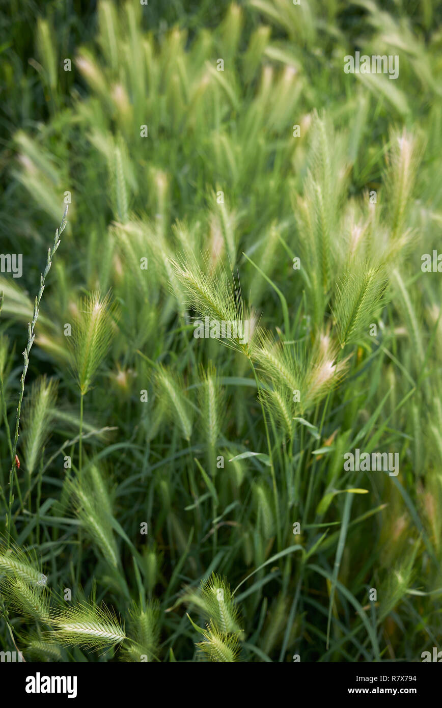 Hordeum murinum punte Foto Stock