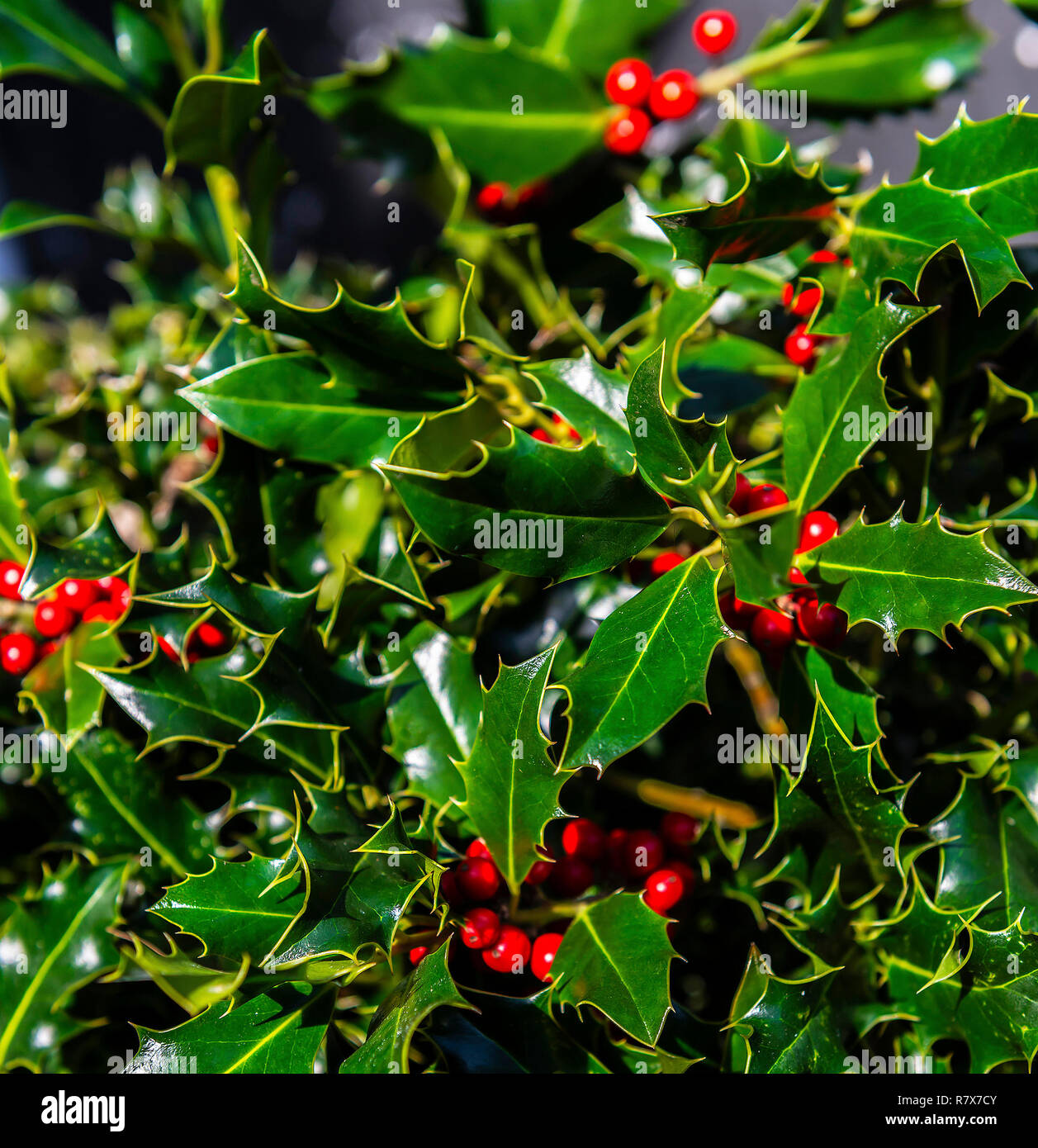 Holly bush con bacche rosse il fico d'india pianta verde e le sue bacche rosse sono un ornamento popolare per animare le case con po' di spirito natalizio, REGNO UNITO Foto Stock