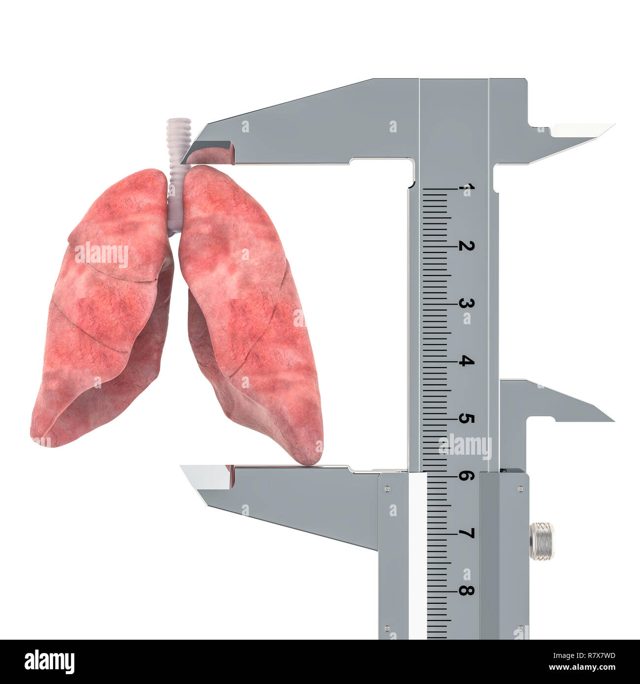 Polmoni umani con il calibro a corsoio. La diagnosi e il trattamento dei polmoni concetto, rendering 3D Foto Stock