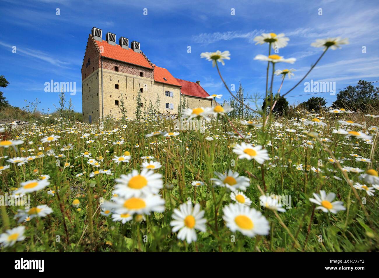 Francia, Pas de Calais, Vieille Eglise, vecchio di essiccazione di cicoria Foto Stock