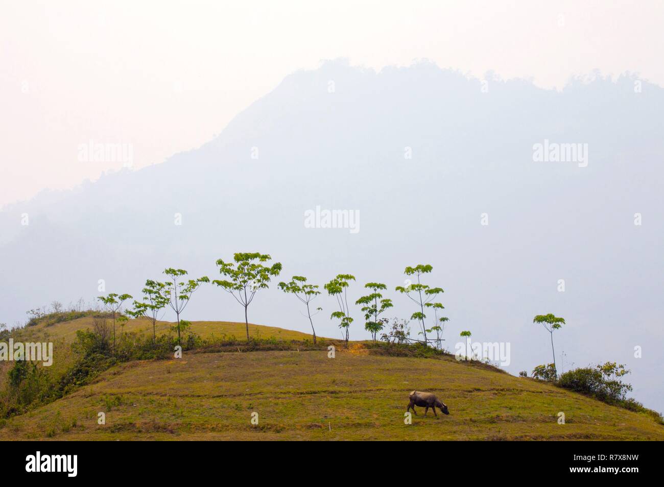 Il Vietnam, Lao Cai provincia, distretto di sapa Foto Stock