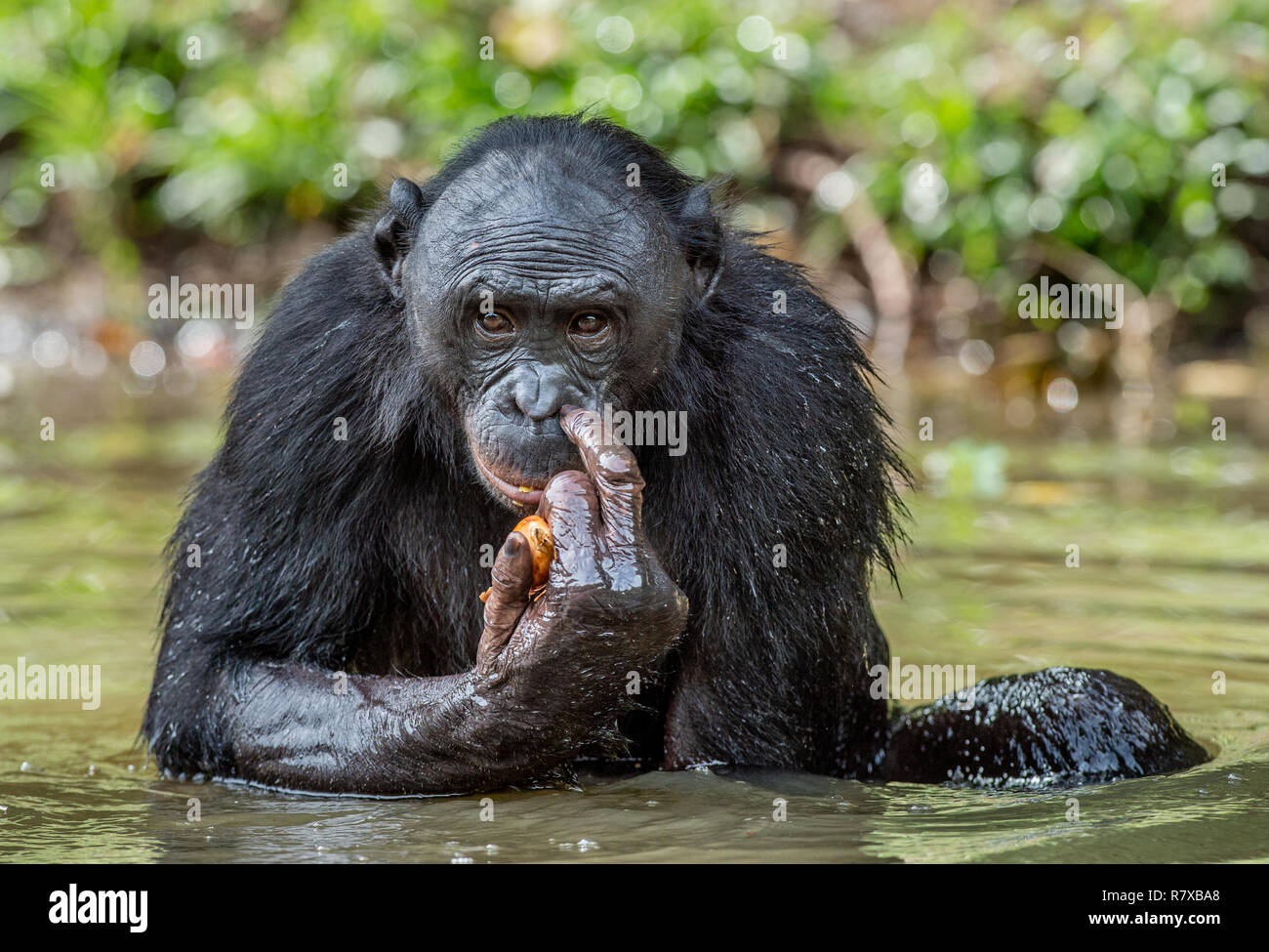 Bonobo nell'acqua. Il Bonobo ( Pan paniscus), chiamato scimpanzé pigmeo. Repubblica democratica del Congo. Africa Foto Stock