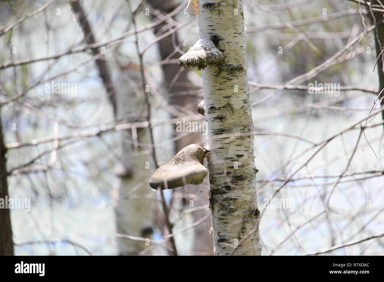 Grosso fungo su un albero / Gros champignon sur onu arbre Foto Stock