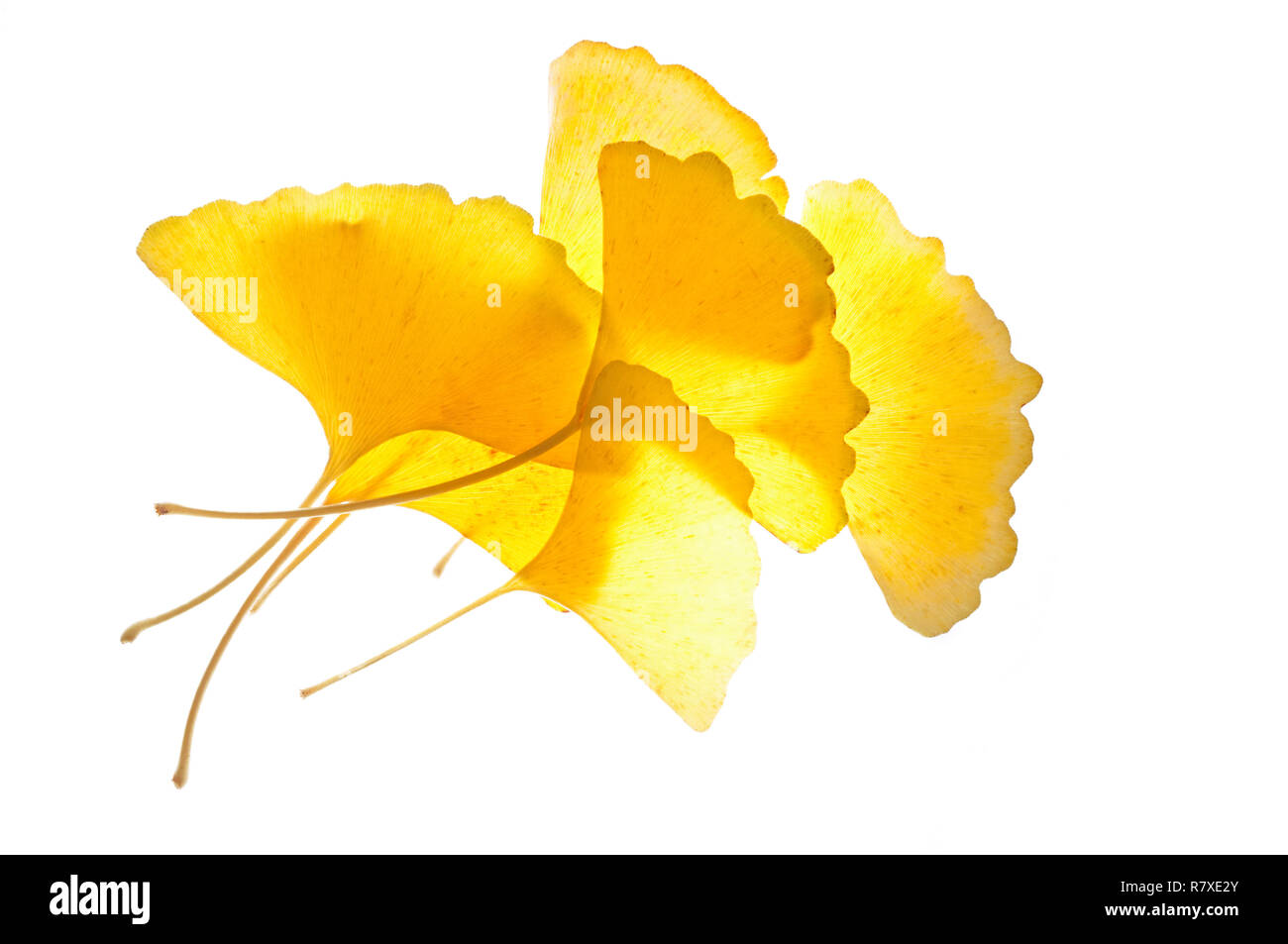 Foglie di Ginkgo Biloba Foto Stock