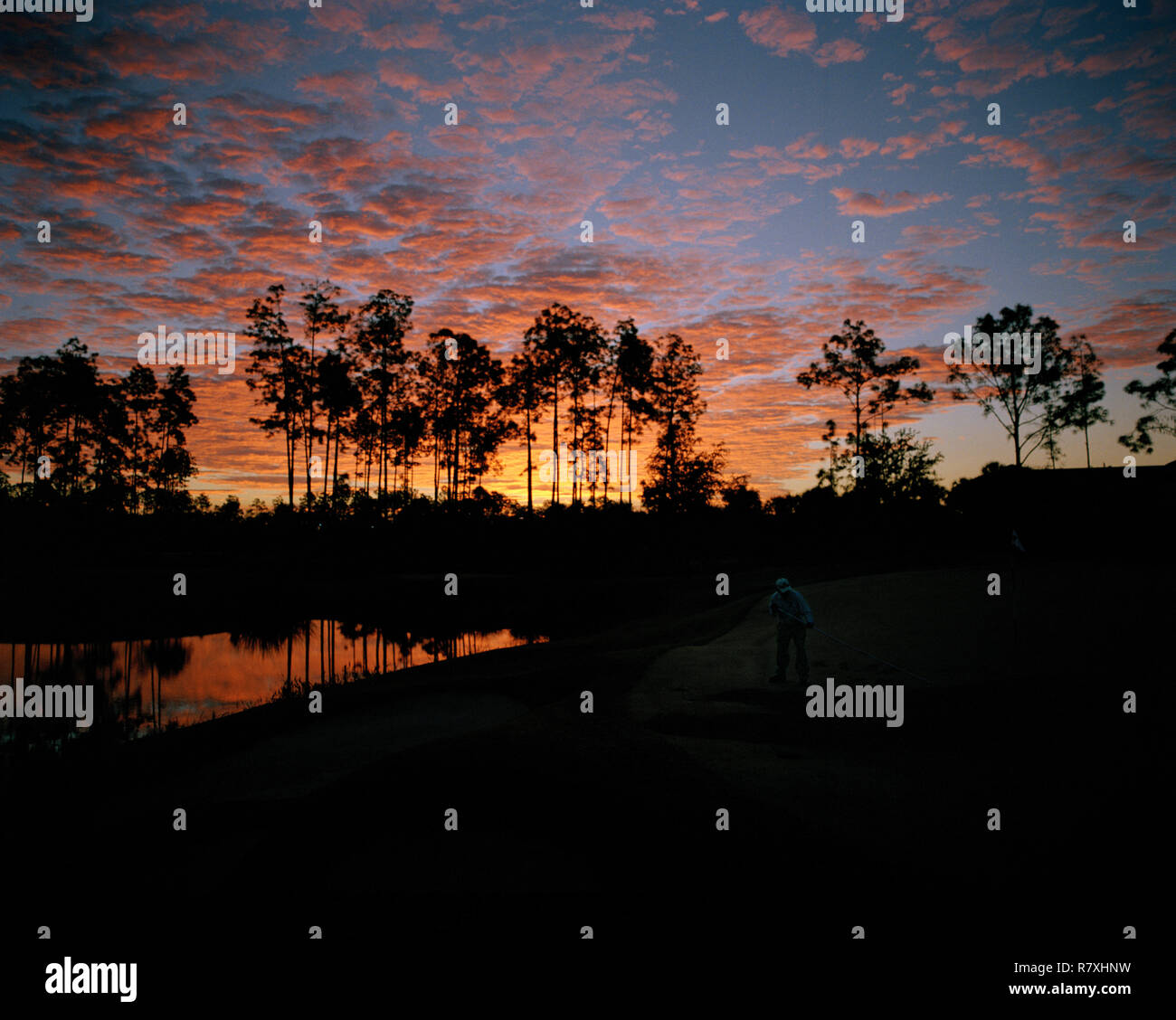 Groundsman rastrellando un campo da golf al tramonto. Foto Stock
