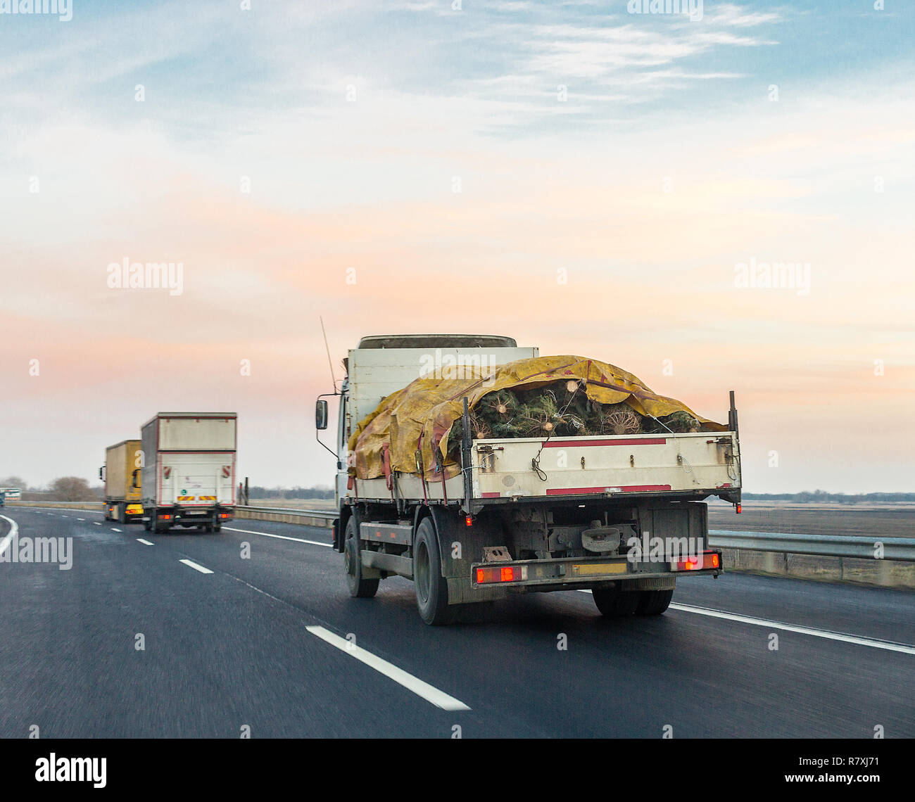 Camion che trasportano gli alberi di Natale sulla strada. Molti albero di  Natale nel carrello coperto con telo di colore giallo Foto stock - Alamy