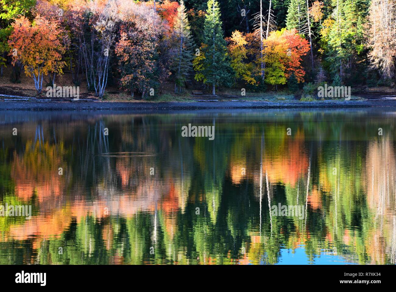 Riflessi di colori autunnali in un piccolo lago. Foto Stock