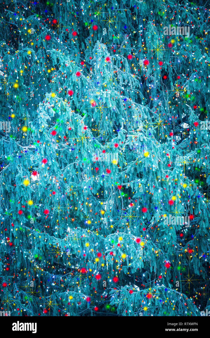 Dettaglio della bella naturale Natale rami di alberi coperti in colorate luci festive Foto Stock