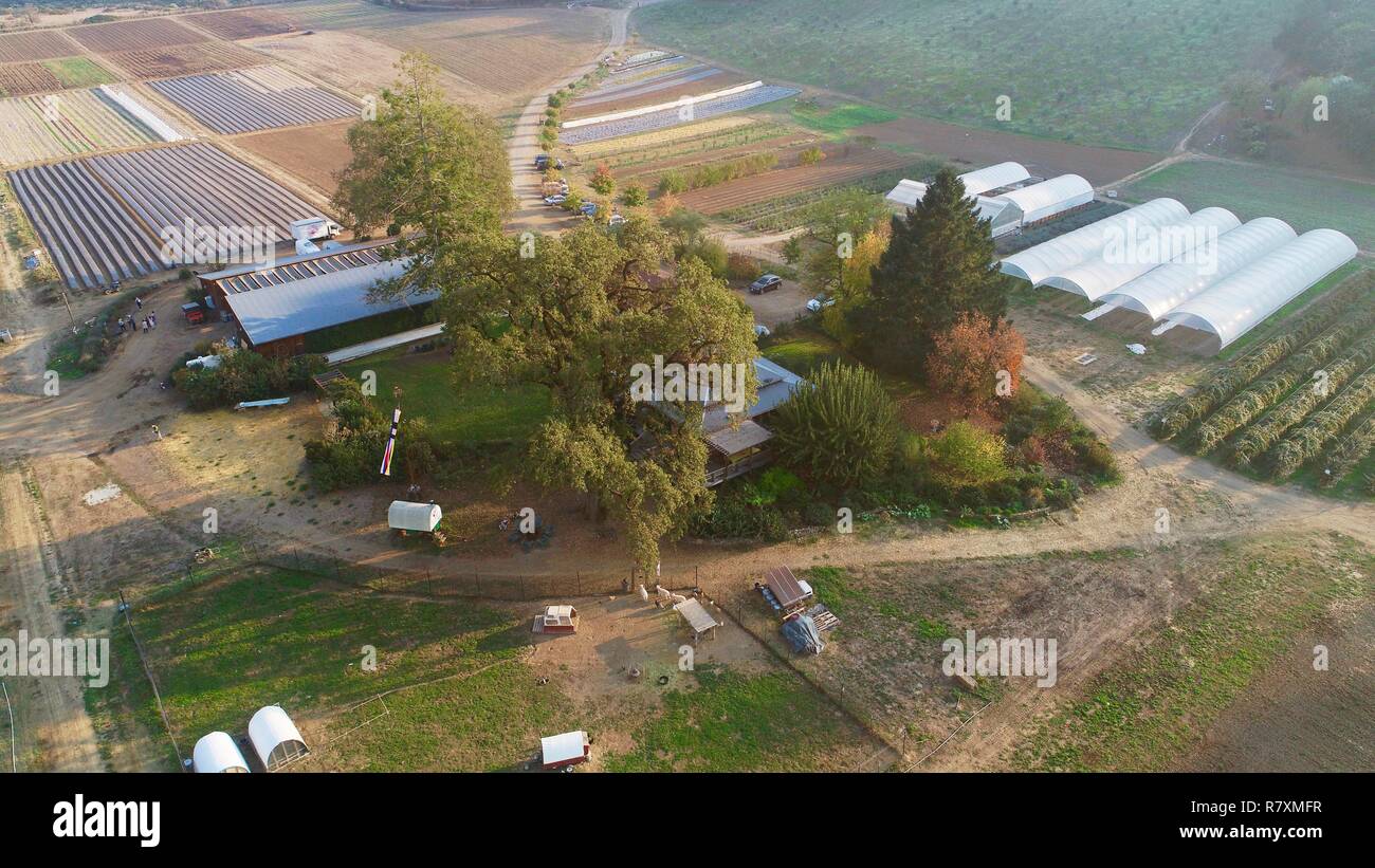 Foto aerea del capannone di imballaggio, serre, hoop case, bestiame & agriturismo a portico anteriore Farm su 110 acri, Healdsburg, California, Stati Uniti d'America. Foto Stock