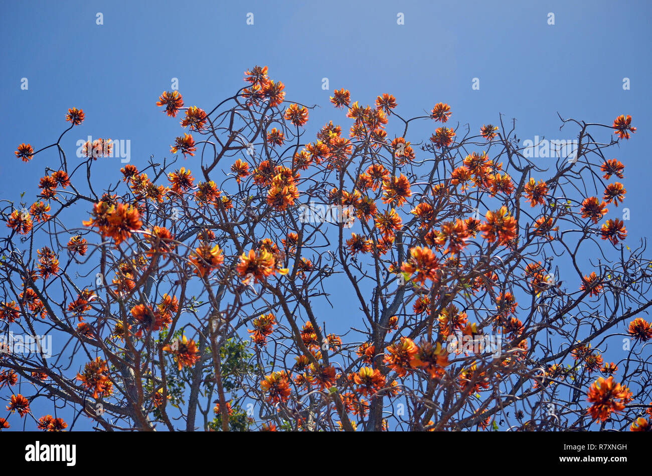 Nativi Australiani Monte Pino Coral Tree flower infiorescenza, Erythrina numerosa, famiglia Fabaceae. Endemica al sud est del Queensland e del nord-est Foto Stock