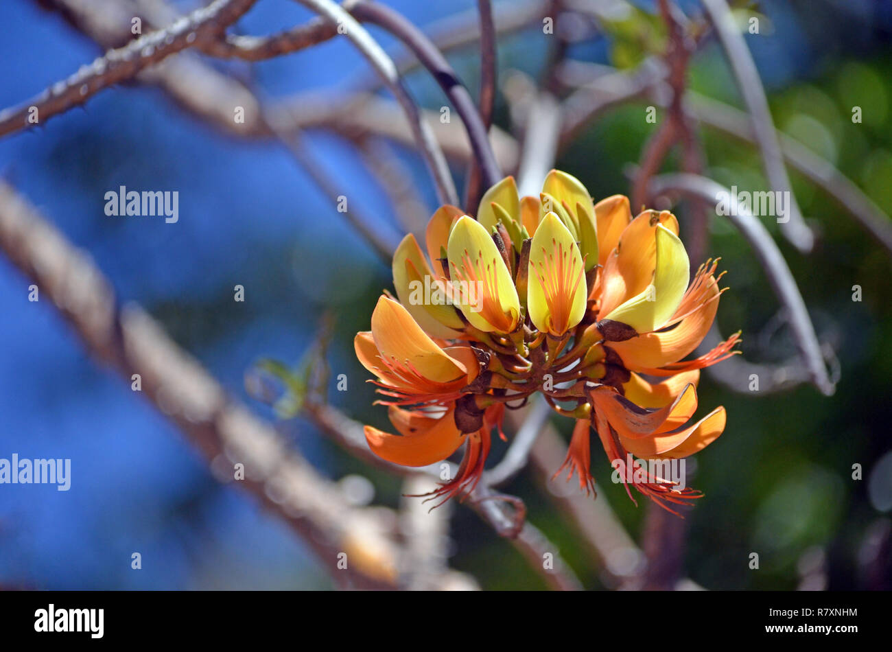 Nativi Australiani Monte Pino Coral Tree flower infiorescenza, Erythrina numerosa, famiglia Fabaceae. Endemica al sud est del Queensland e del nord-est Foto Stock