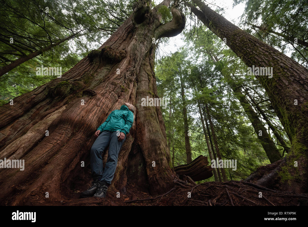 Avventurosa ragazza caucasica in piedi vicino al grande albero di cedro nella foresta durante una giornata di nebbia. Preso in Mt Fromme, North Vancouver, British Columbia, può Foto Stock