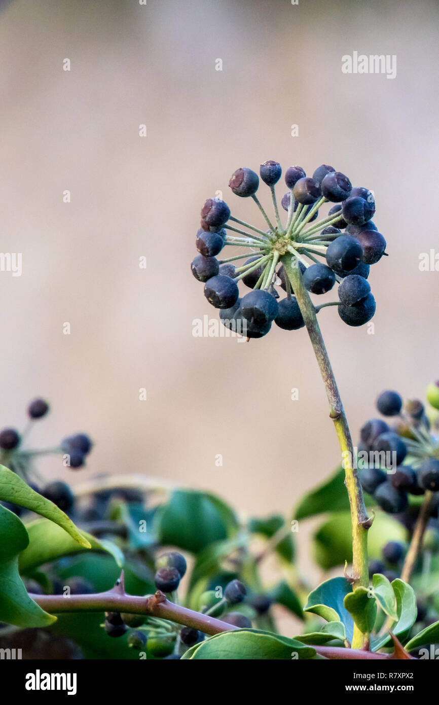 Un cluster di Edera bacche in inverno Foto Stock