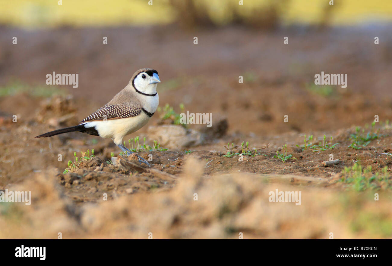 Fare doppio sbarrate Finch, Taeniopygia bichenovii, chiamato anche il gufo finch, nero-rumped bianco-rumped Double-sbarrate Finch in piedi sul suolo con copia sp Foto Stock