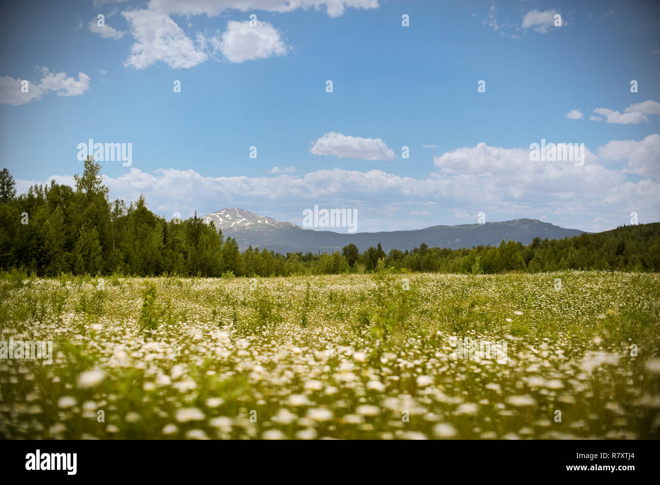 Fiori selvatici che crescono in un prato erboso. Foto Stock