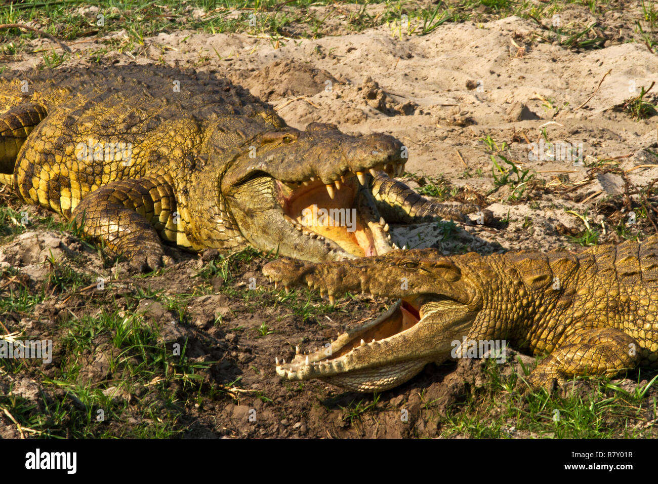 2 grandi coccodrilli femmina fresco lasciando che la brezza fluire oltre la loro moist golare membrane come sit gaurding thir siti nido scavato nella sabbia del th Foto Stock