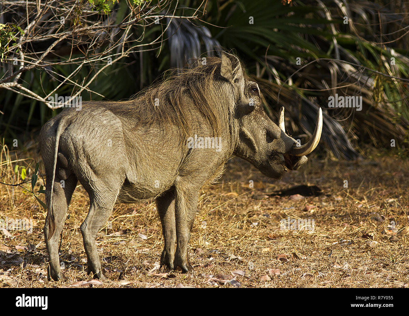 Un vecchio Warthog maschio si mette in mostra la sua splendida incisivi e verruche del viso che crescono come egli età e mostra altri maschi la sua dominanza, ie dimensioni non contano! Foto Stock