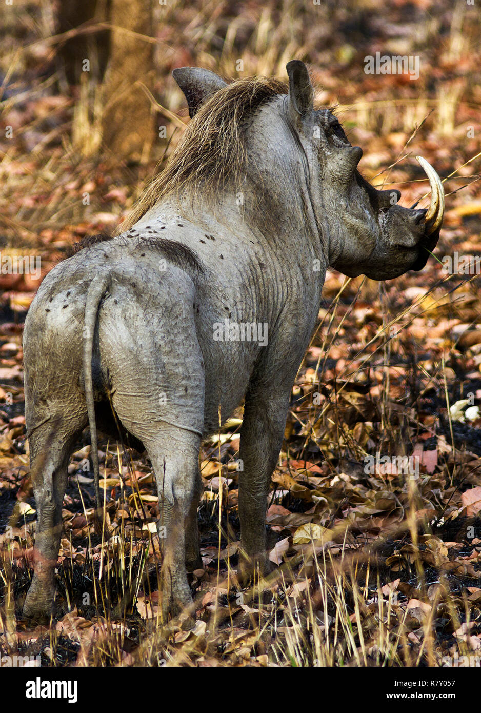 Un cauto vecchio Warthog orologi e attende nonostante la unwelocme l attenzione di molti mordere mosche tsetse. Foto Stock