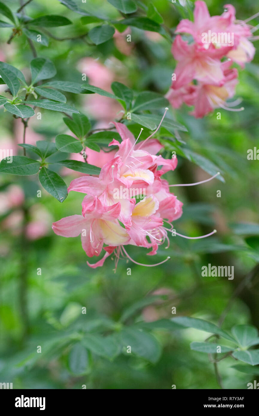 Rhododendron fiori d'estate. Foto Stock