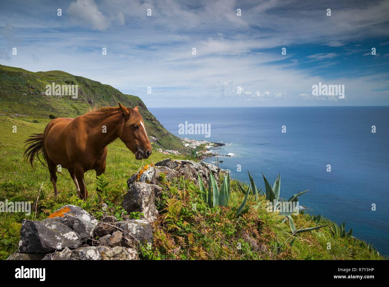 Portogallo Azzorre, Santa Maria Island, Maia, cavallo in pascolo costiero Foto Stock