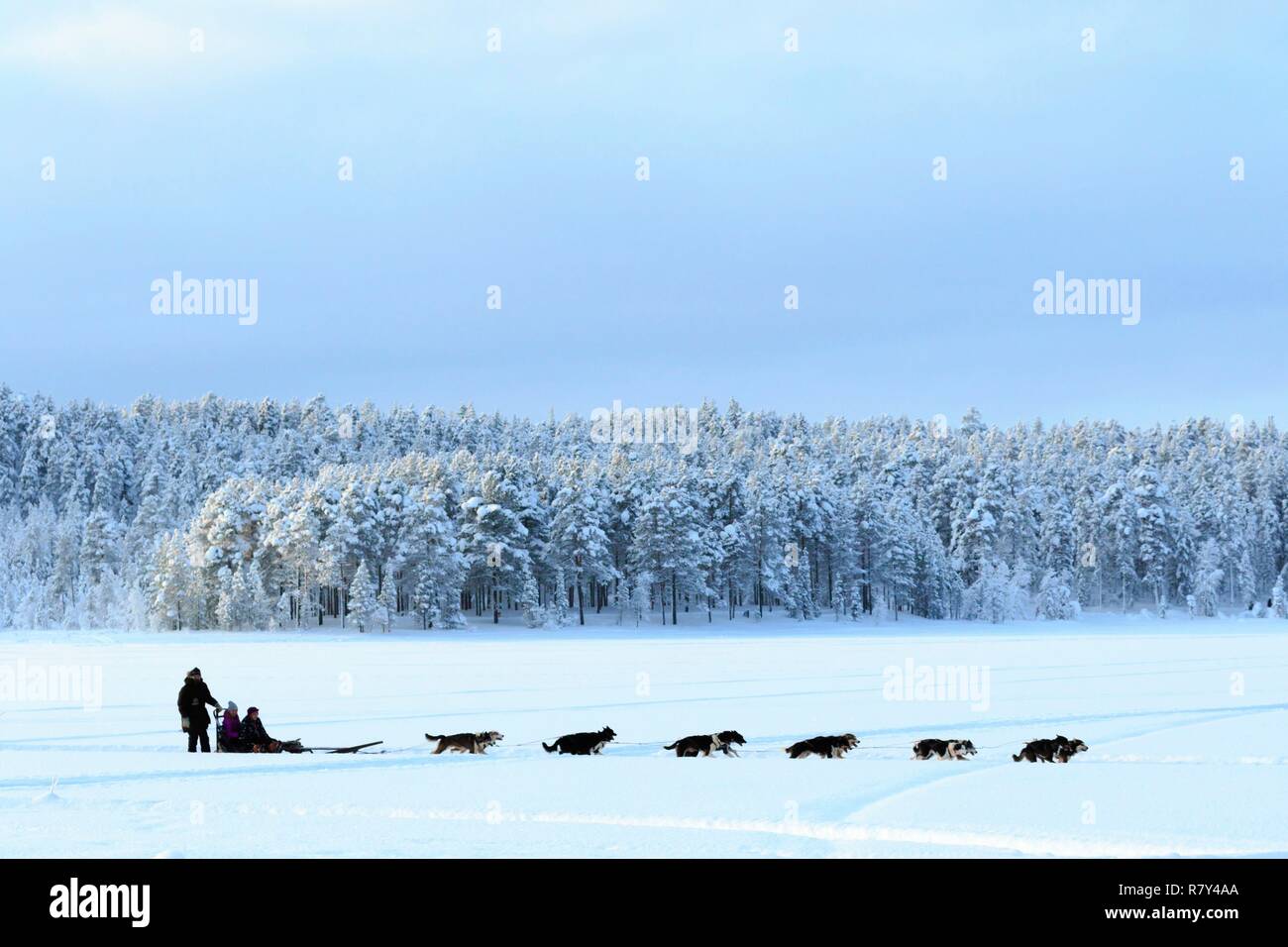 La Svezia, Lapponia, regione elencato come patrimonio mondiale dall' UNESCO, Norrbotten County e ad alta velocità per slitte trainate da cani nei pressi di Jokkmokk Foto Stock