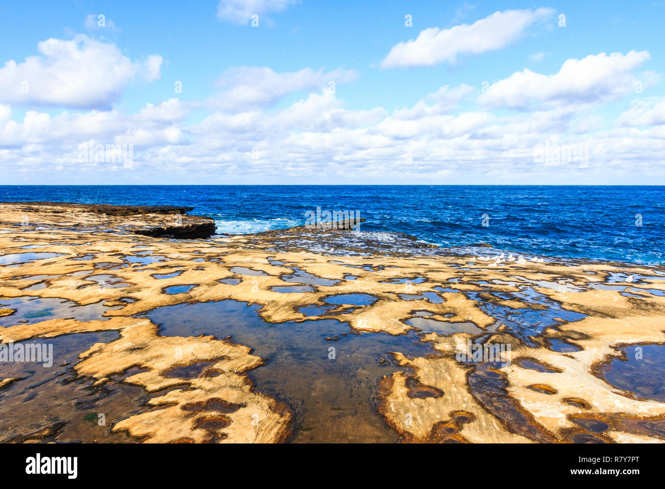 Guardando oltre il mare le piscine di roccia, Shark Point, Clovelly, Nuovo Galles del Sud, Australia Foto Stock