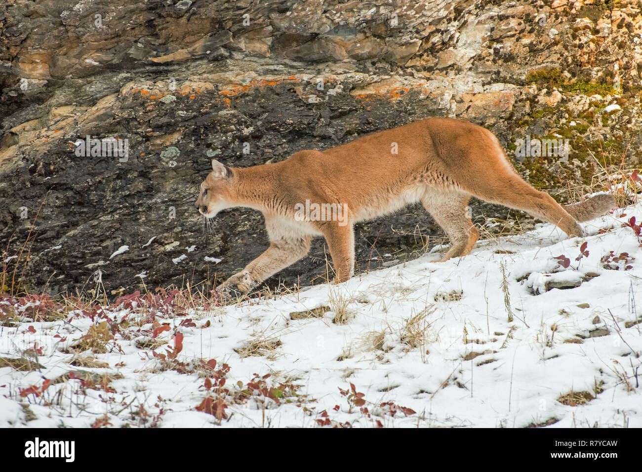 Mountain Lion a piedi nella parte anteriore di una parete a strapiombo nella neve in inverno Foto Stock