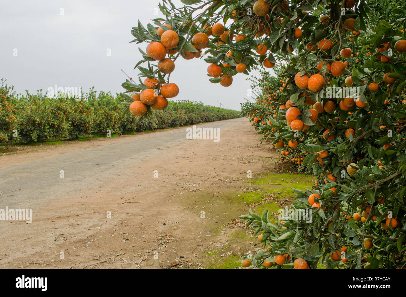 Tangerini pronto per il raccolto in una California centrale agrumeto Foto Stock