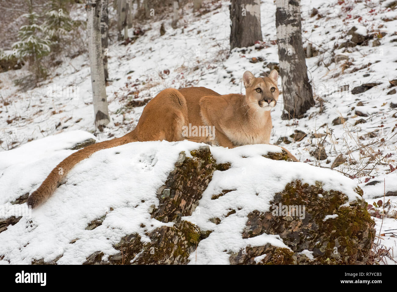 Mountain Lion accucciato giù sulla cima di un masso in Snow, guardando verso l'alto Foto Stock