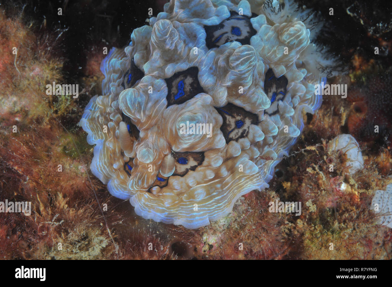 Gem nudibranch Dendrodoris gemmacea strisciando sulla multa alghe colorate. Foto Stock