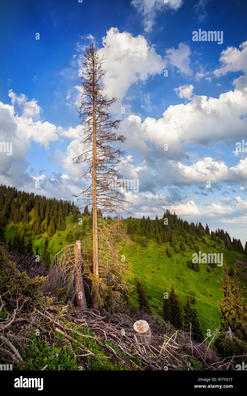 Albero secco nelle montagne vicino la città di Almaty in blu cielo nuvoloso in Kazakistan Foto Stock