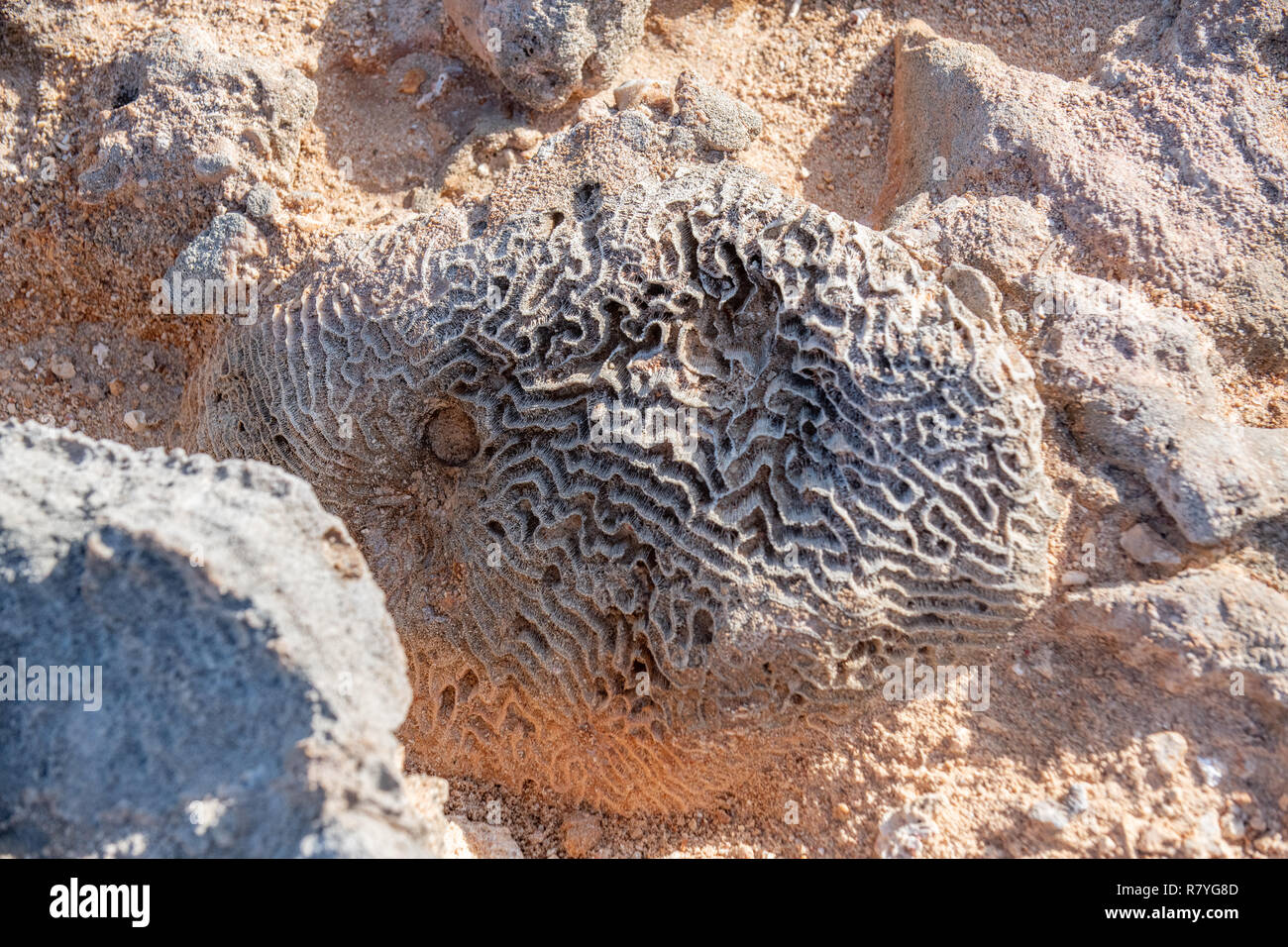 Corallo e coralli fossili su Dos playa beach nel Parco Nazionale di Arikok Aruba - Foto Stock