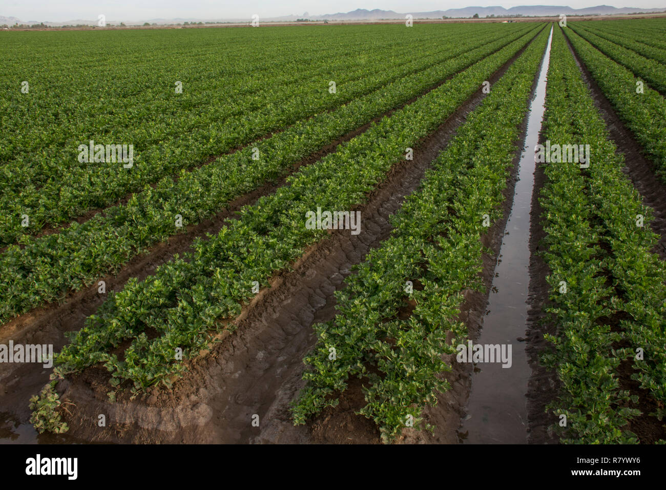 Raccolto di fila Flood irriguo Yuma, Arizona Foto Stock