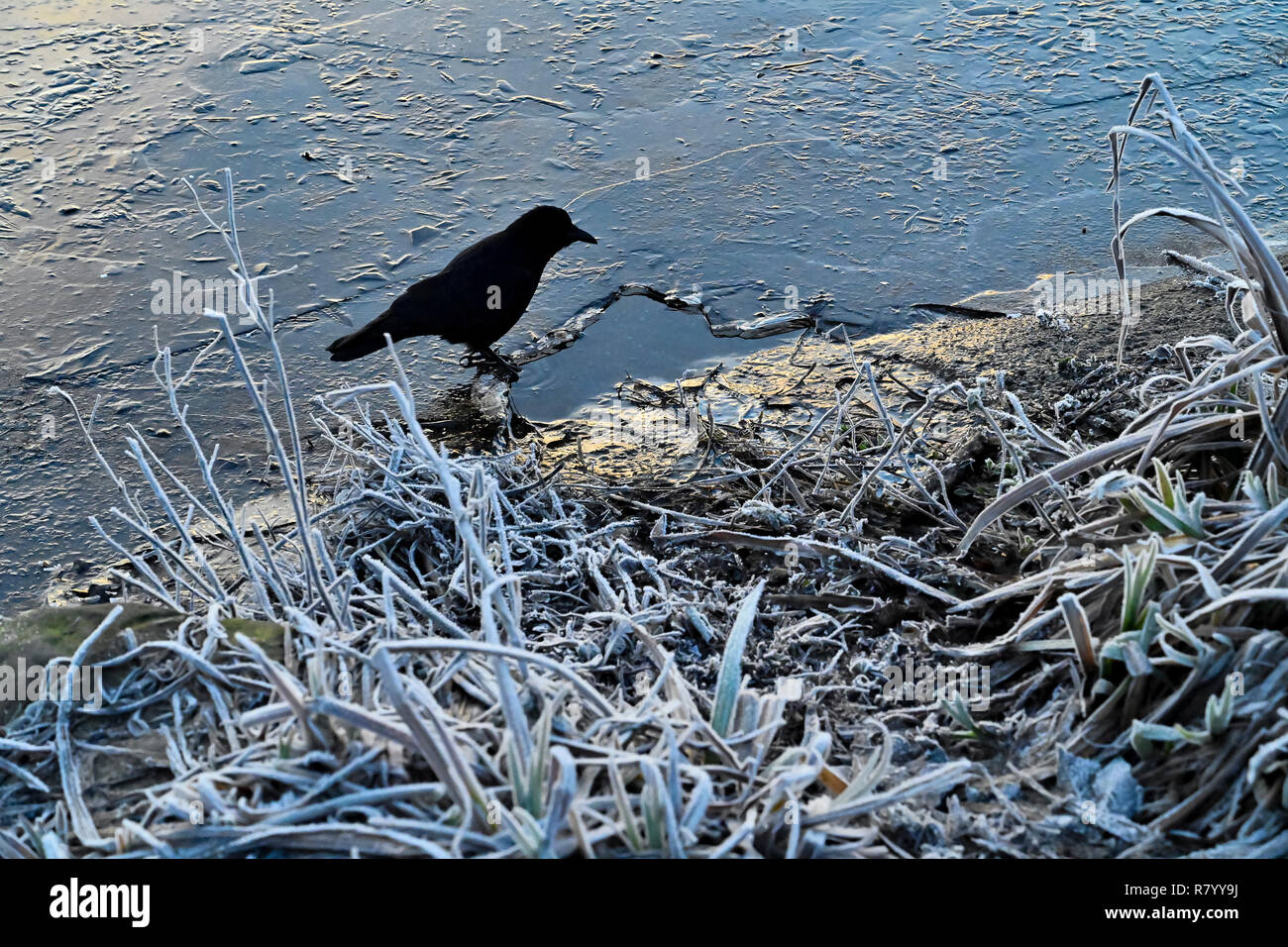 Crow l'infiltrazione di acqua dal foro nel ghiaccio. La British Columbia, Canada Foto Stock