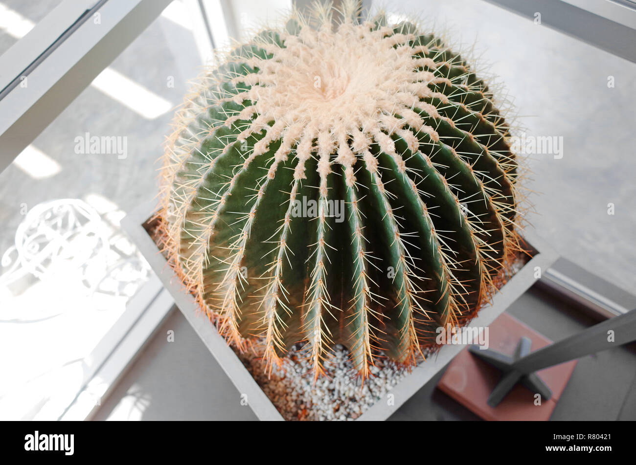 I cactus in casa. Foto Stock