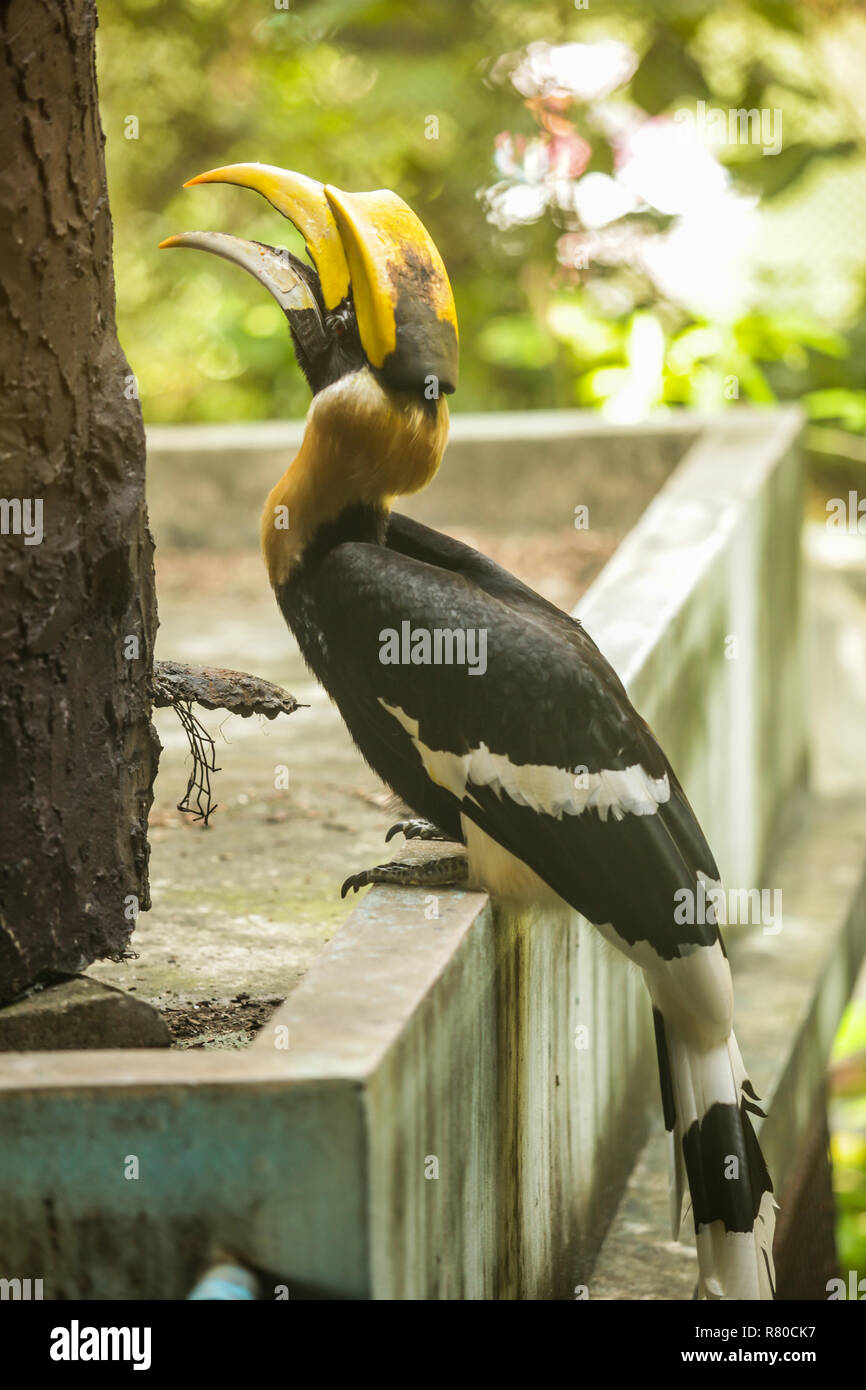Grande Hornbill (Great Indian hornbill, grande pied hornbill), uno dei membri più grandi della famiglia hornbill, lungo ha brillantemente colorato verso il basso-curvo bill e Foto Stock