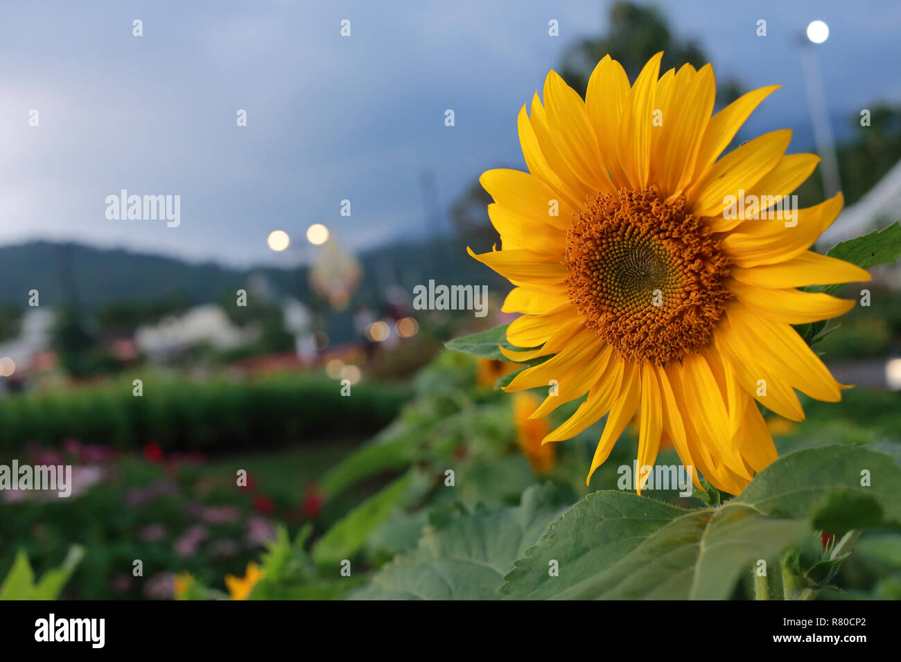 Fioritura di girasole nella notte Foto Stock