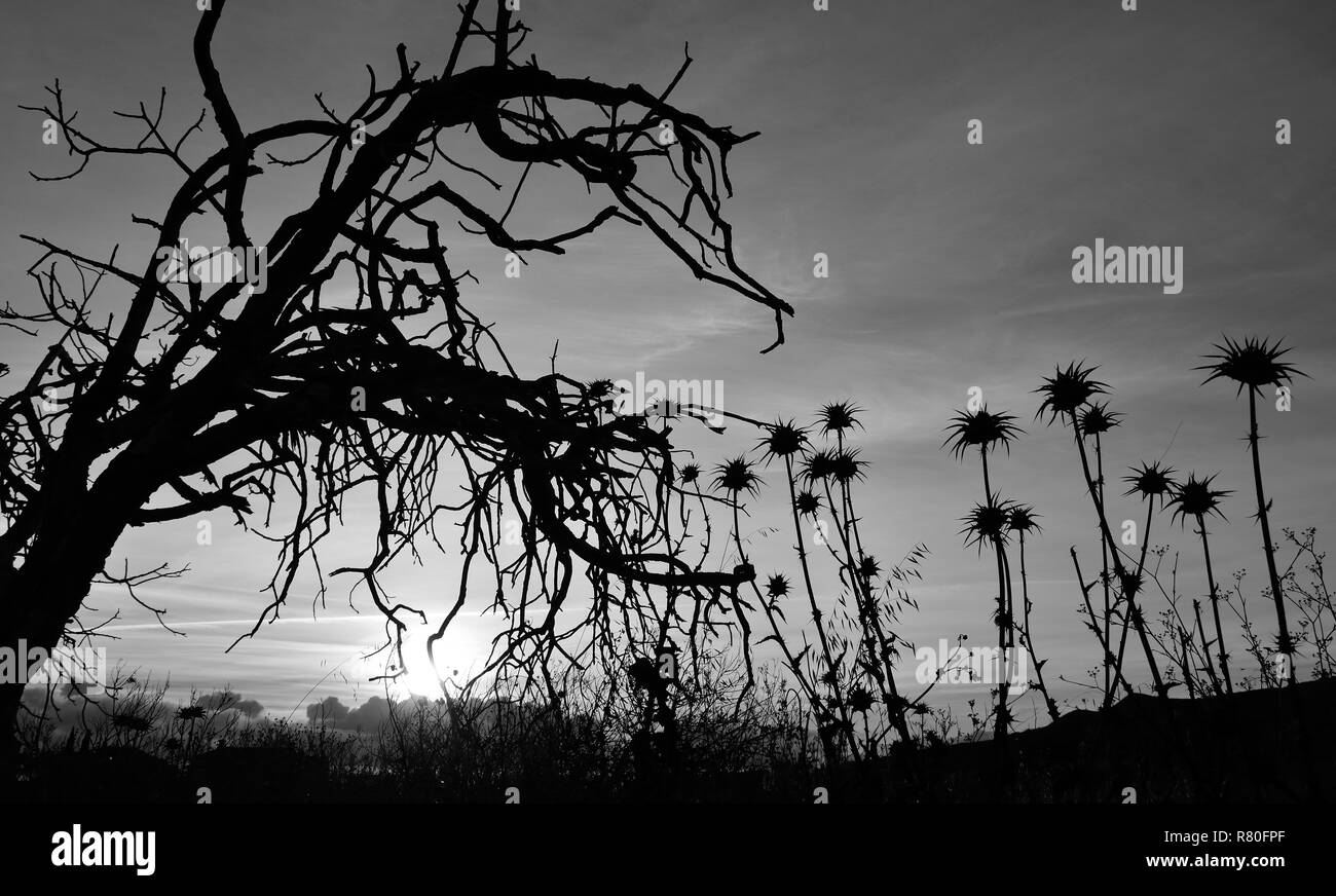 Fiori di cardo e albero secco all'alba con effetto bianco e nero Foto Stock