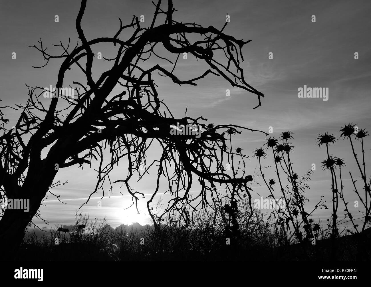 Albero secco a sunrise e fiori di cardo, inizio autunno, in bianco e nero Foto Stock