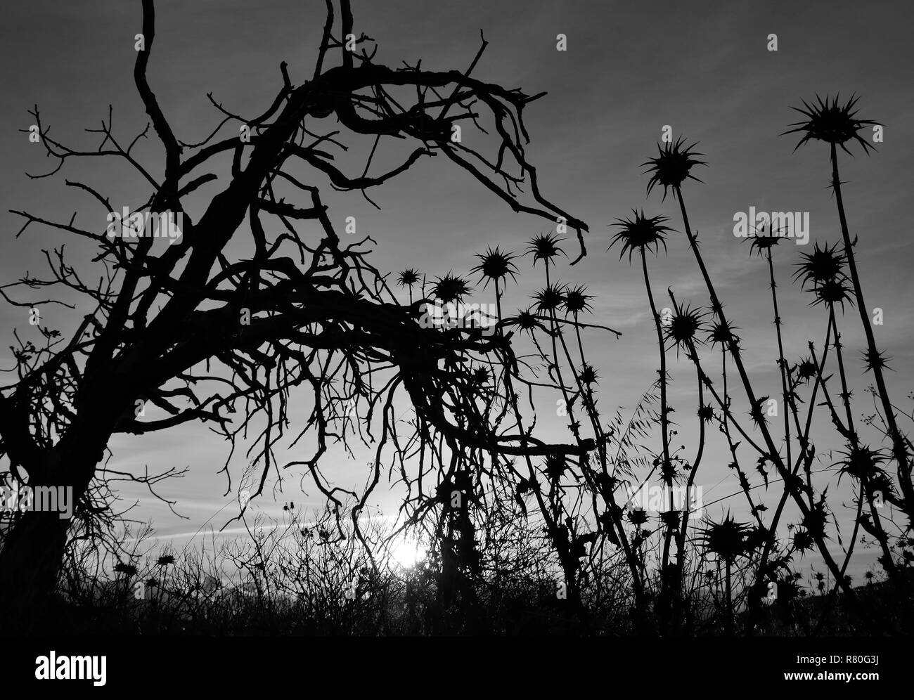 Thistle fiori all'alba e albero secco a inizio autunno, effetto bianco e nero Foto Stock