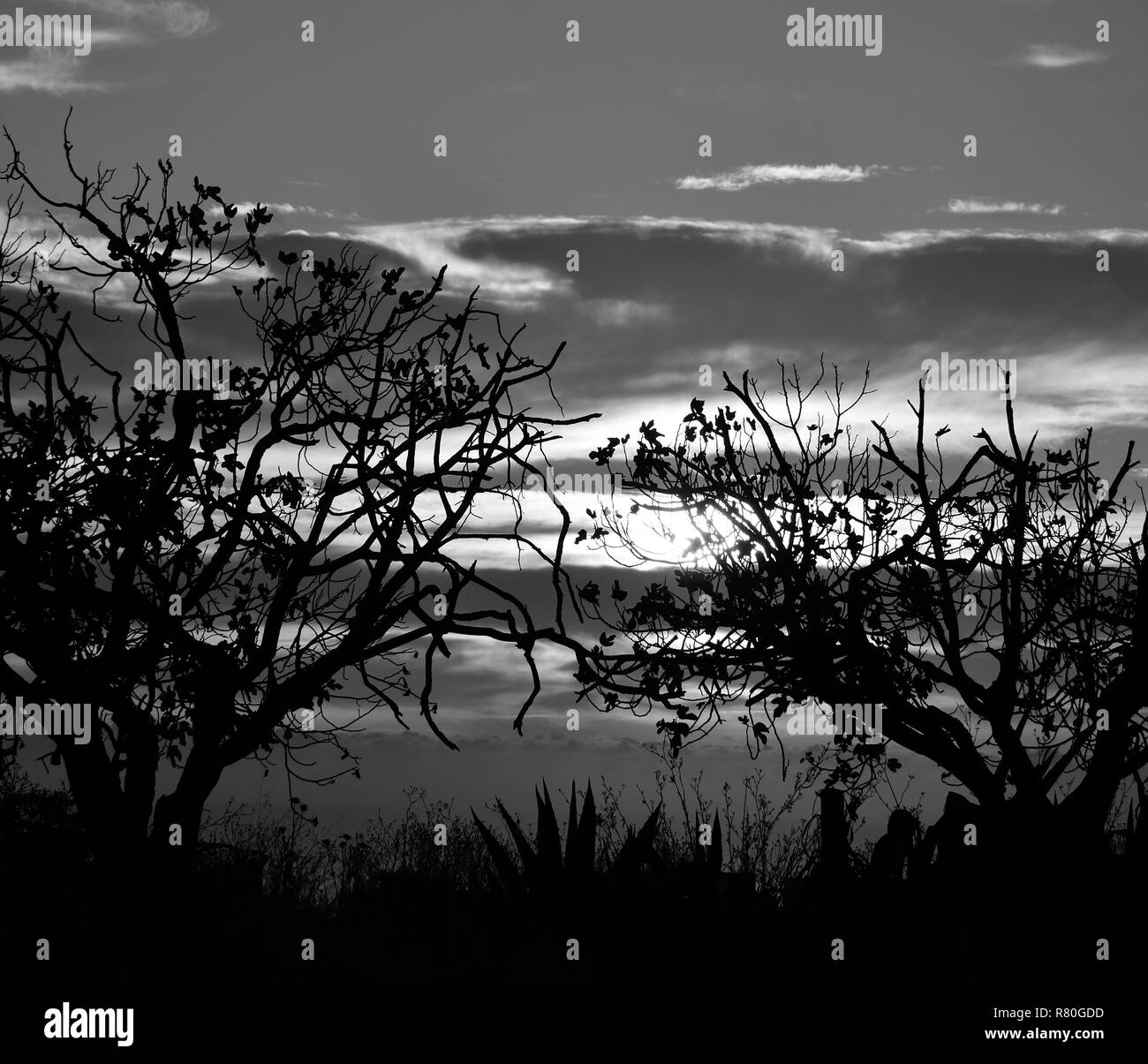 Alberi retroilluminato e cielo nuvoloso durante il Sunrise, effetto bianco e nero Foto Stock