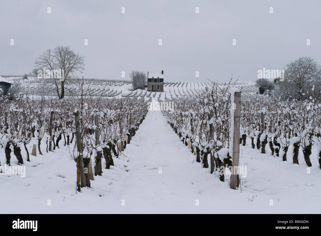 Il paesaggio della provincia di Touraine coperto di neve: vitigni e vigneti sotto la neve nella zona di Chinon (2018/02/07) Foto Stock
