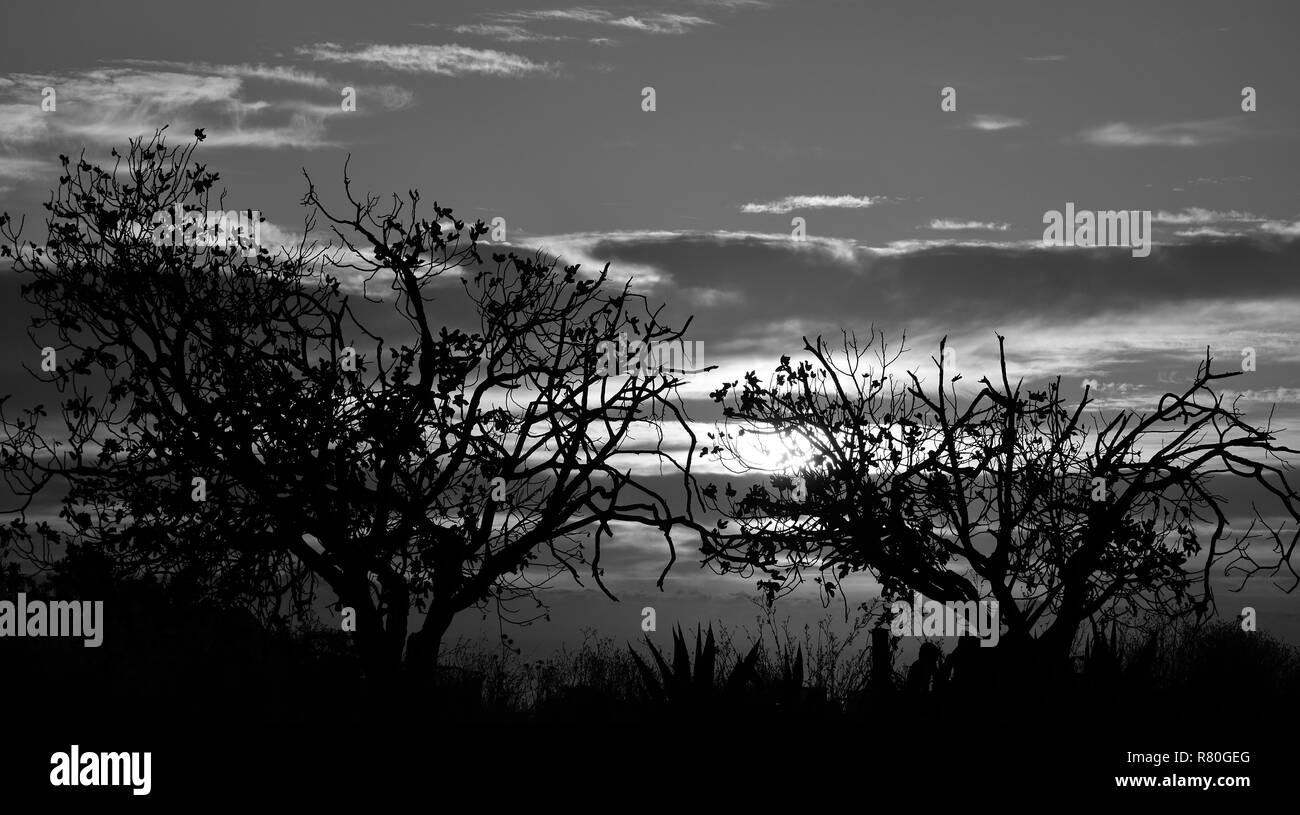 Paesaggio di campagna all'alba, alberi e cielo nuvoloso, modalità bianco e nero Foto Stock