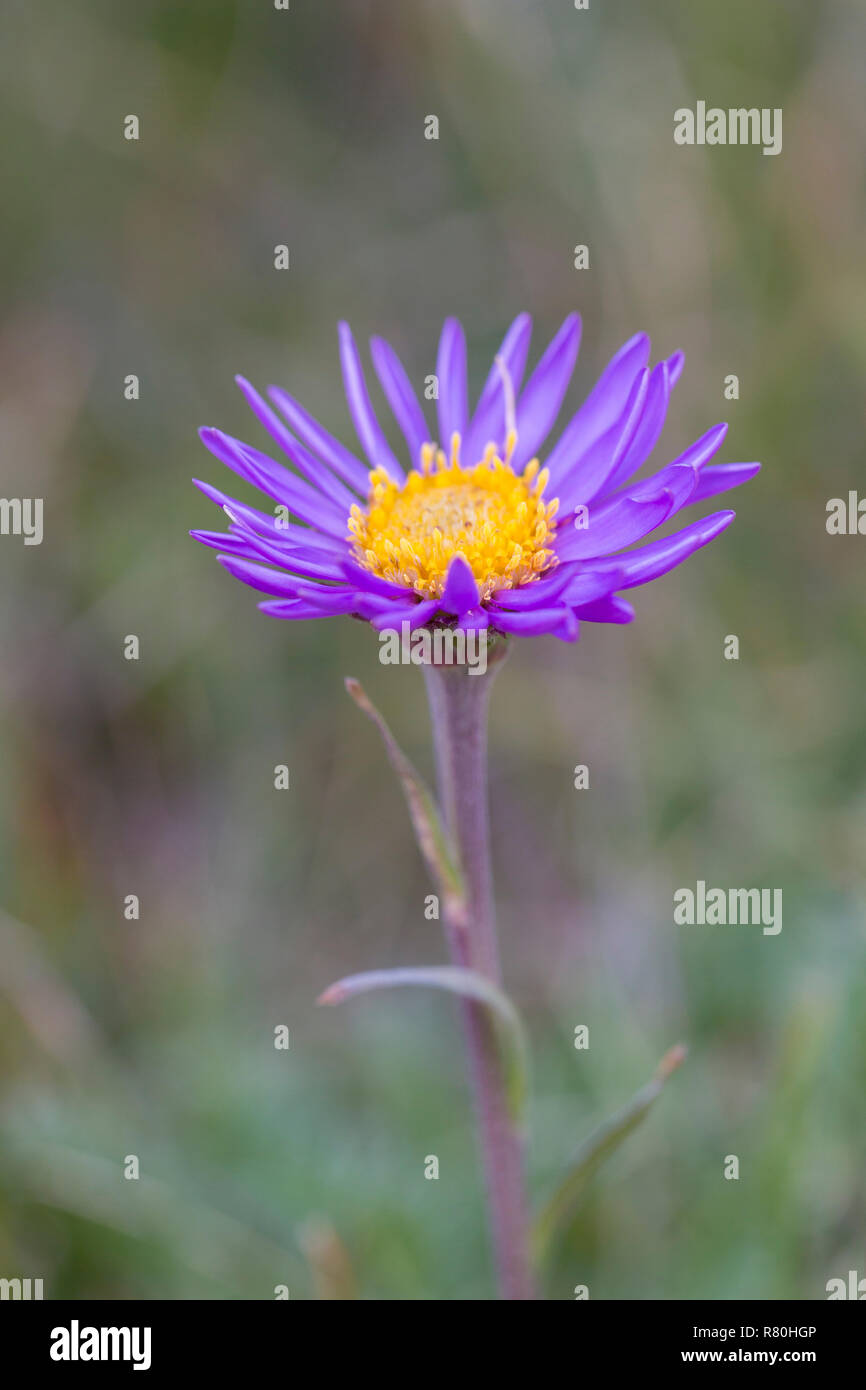 Alpine Aster, Blu Alpine Daisy (Aster alpinus), unico fiore. Parco Nazionale degli Alti Tauri, Carinzia, Austria Foto Stock