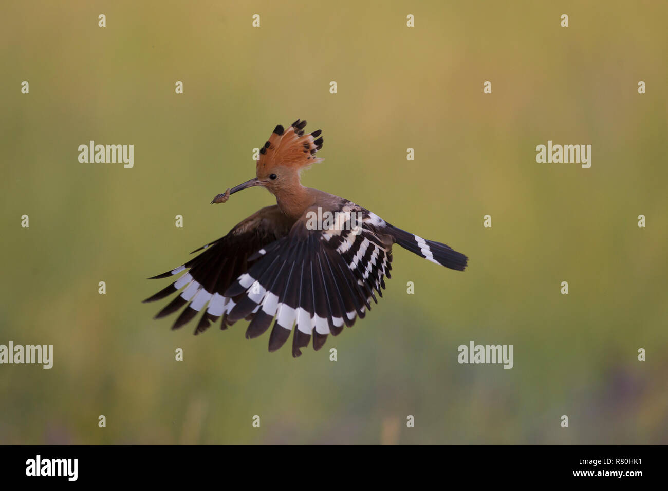 Upupa (Upupa epops) con gli insetti nella sua fattura, in volo. Germania Foto Stock
