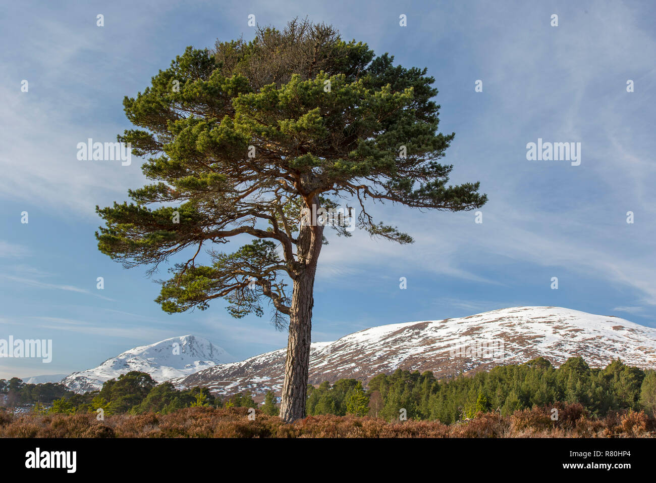 Di Pino silvestre (Pinus sylvestris), singolo albero. Glen Affric, Highlands scozzesi, Scozia, Gran Bretagna Foto Stock